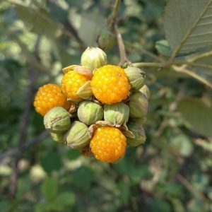Ainselu (Rubus ellipticus) wild Himalayan raspberry fruit in Nepal hills