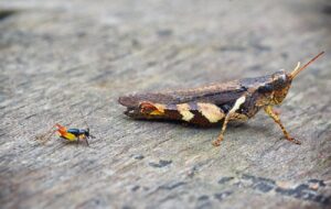 salah_grasshopper_nepal