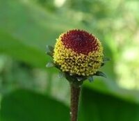 marauti toothache plant