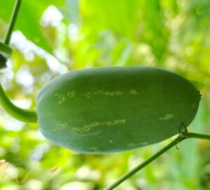 Kundri kundru ivy gourd fruit matured