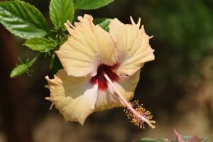 Flowers of Nepal - Think Like A Plant