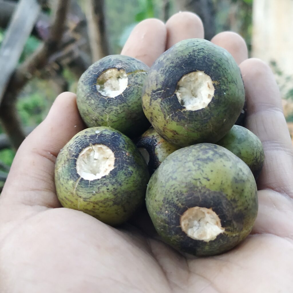 Tiju: Popular wild fruit of Nepal - Think Like A Plant