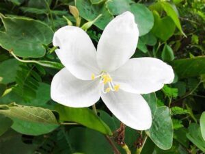Koiralo plant bahunia varieagata