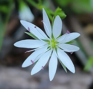 Attractive weed flowers - Think Like A Plant