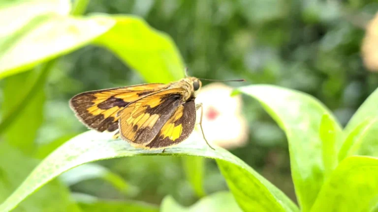 Garden_butterfly_peaceful_environment