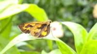Garden_butterfly_peaceful_environment