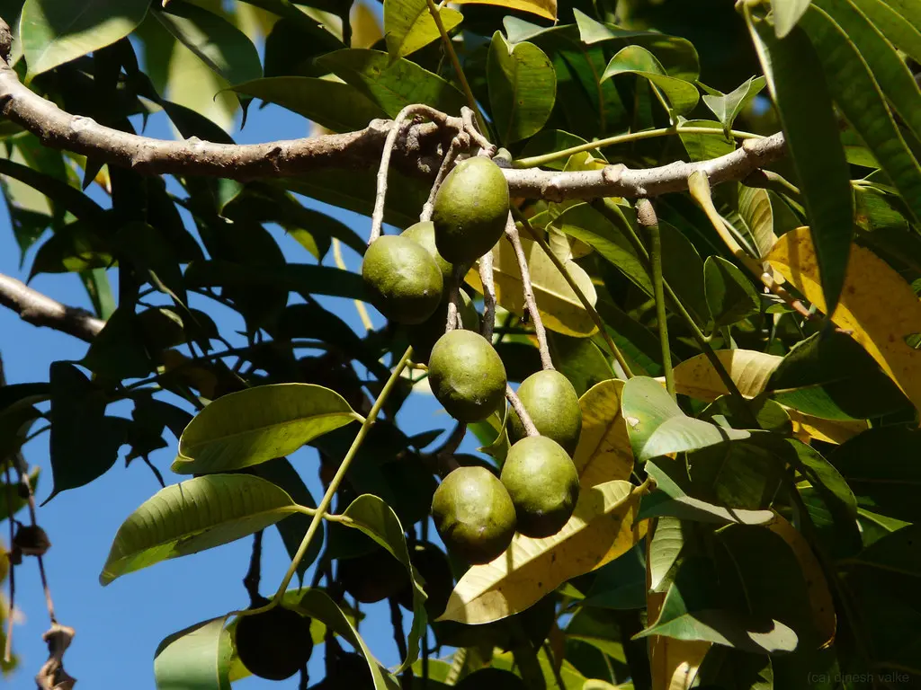 Amaro Common Hug Plum Spondias pinnata Amaro