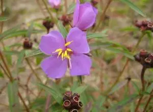 Angeri Nepal Pink Osbeckia Osbeckia nepalensis Angeri / Kali Angeri