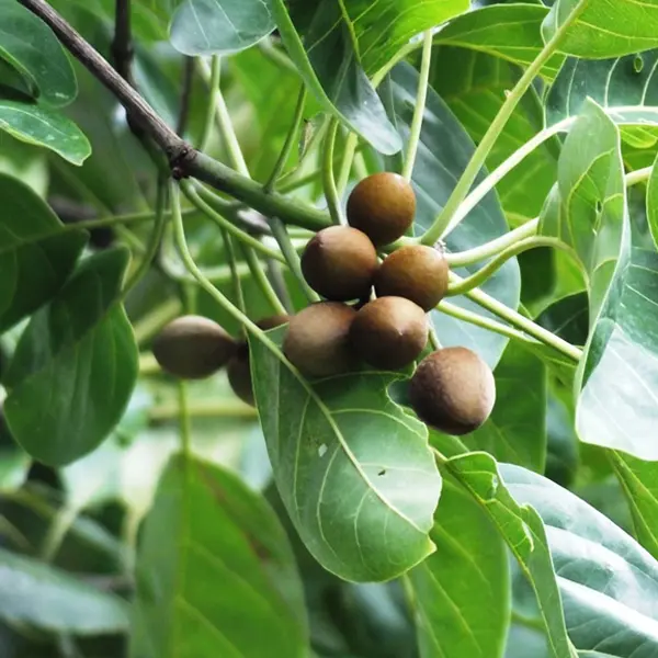 Barro Belleric Myrobalan Terminalia bellirica Barro