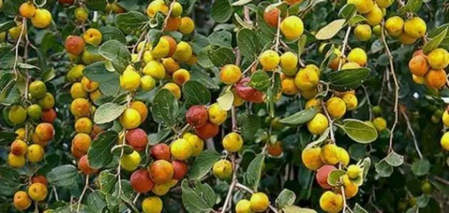 Bayar (Ziziphus mauritiana) wild jujube fruit in Nepal lowlands