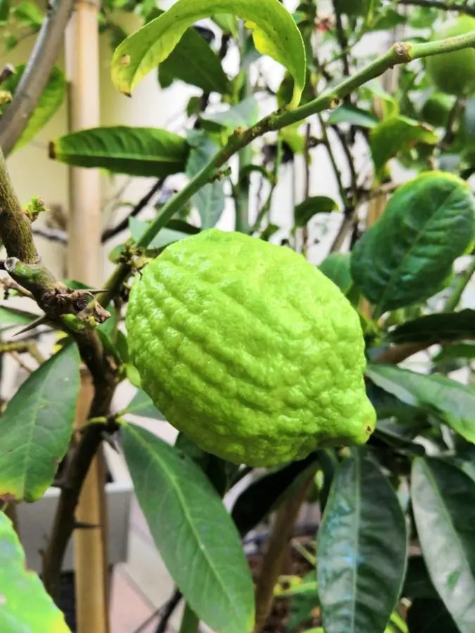 Bimiro Citron Citrus medica Bimiro / Bibiro hilly fruit of Nepal
