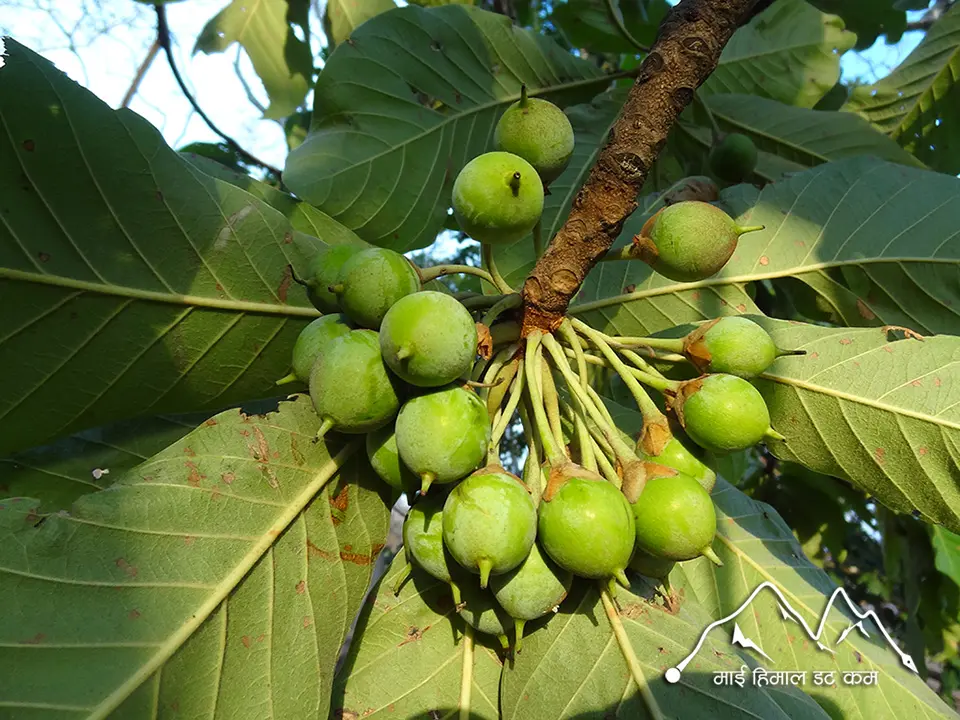 Chiuri (Bassia butyracea) butter tree fruit used in Nepal rural areas