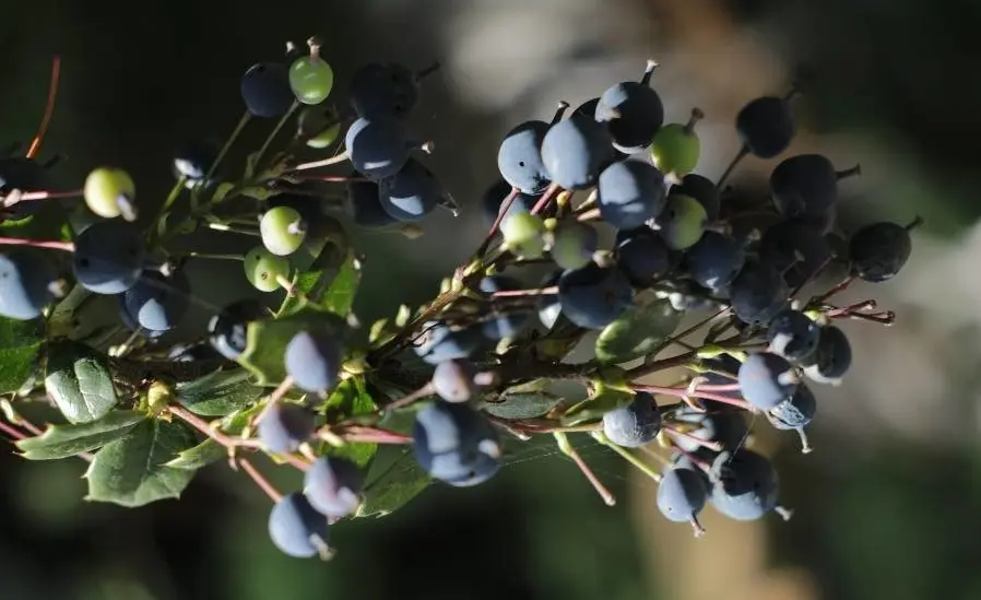 Chutro (Berberis spp.) wild barberry fruit in Nepal mountain region