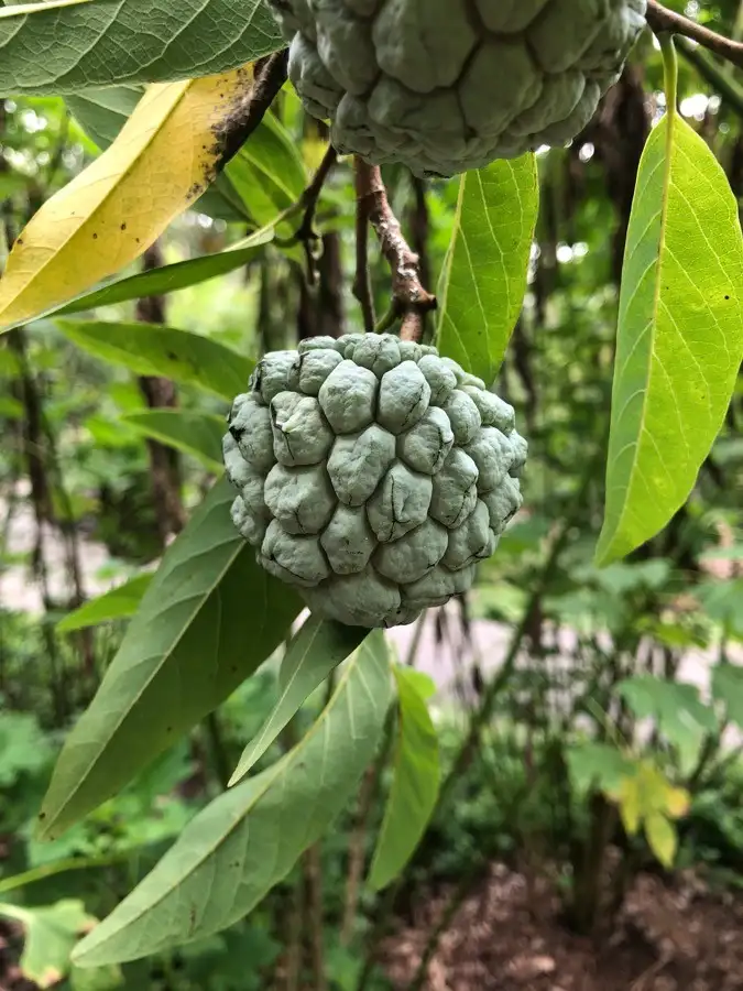 Custard Apple (Annona squamosal) wild sarifa, sitafal fruit of Nepal