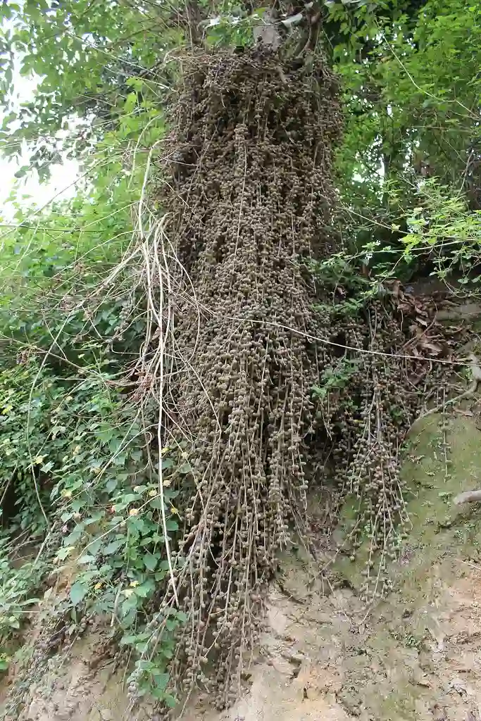 Khaneu/Khanim Dropping Fig Ficus semicordata Khaniu, Khanio