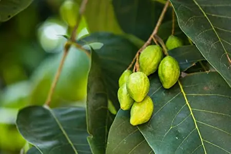 Harro Myrobalan Terminalia chebula Harro / Harra