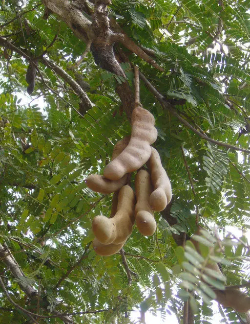 Imli Tamarind Tamarindus indica Imli / Emli