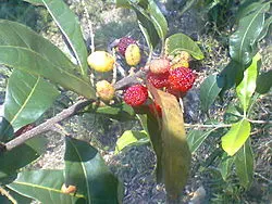 Kafal (Myrica esculenta) wild edible fruit growing in mid-hills of Nepal forest