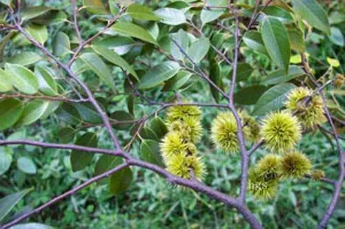Katus (Castanopsis indica) wild edible chestnut fruit of Nepal forests