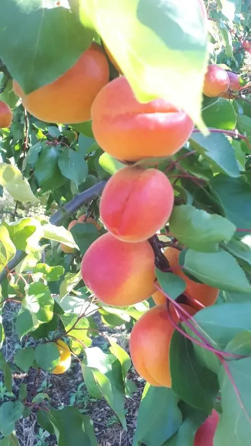 Khurpani Apricot Prunus armeniaca Local fruit Khurpani