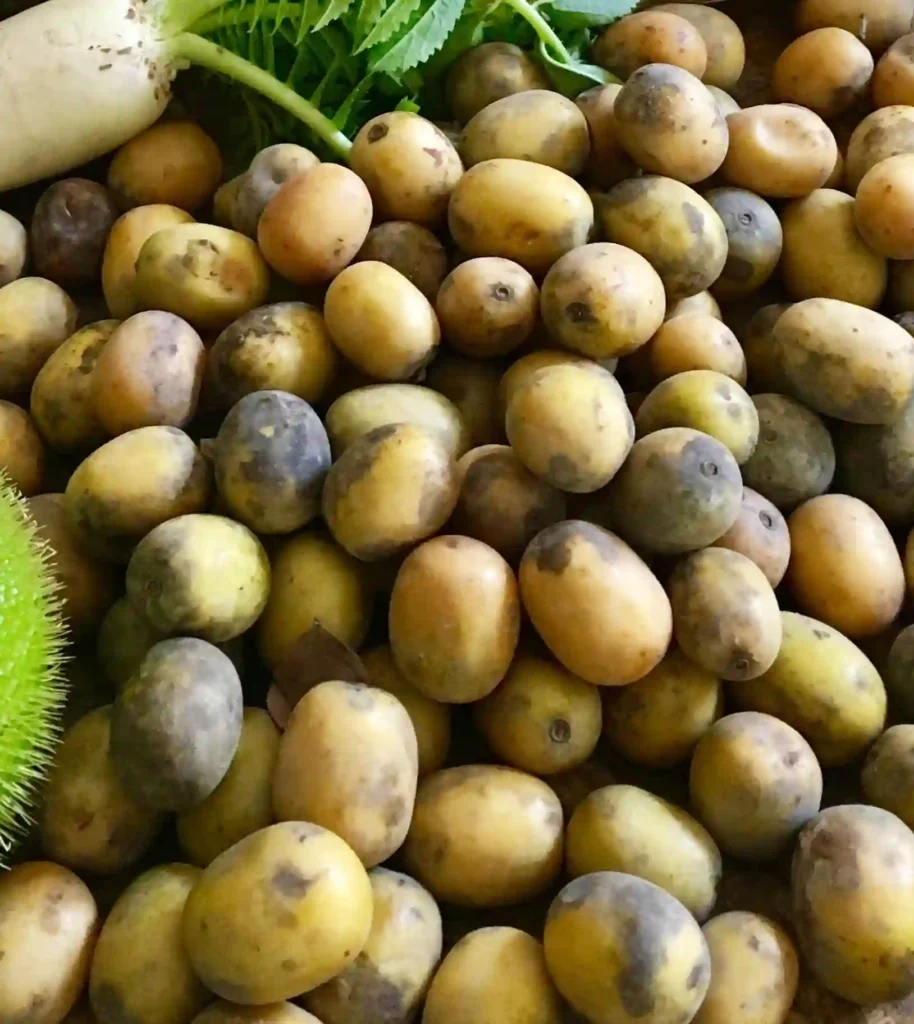Lapsi (Choerospondias axillaris) wild hog plum fruit from Nepal mid-hills
