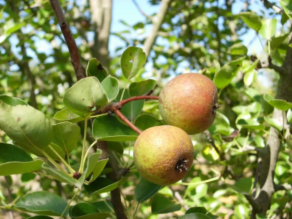Bedu wild Himalayan pear (Pyrus pashia) Mel, Mayal fruit in Nepal forests