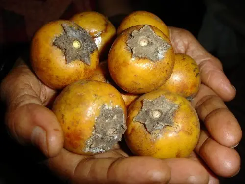 Tiju (Diospyros malabarica) wild edible fruit found in Himalayan Nepal