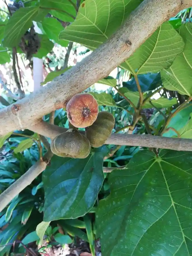 Timilo wild fruit from Himalayan regions of Nepal