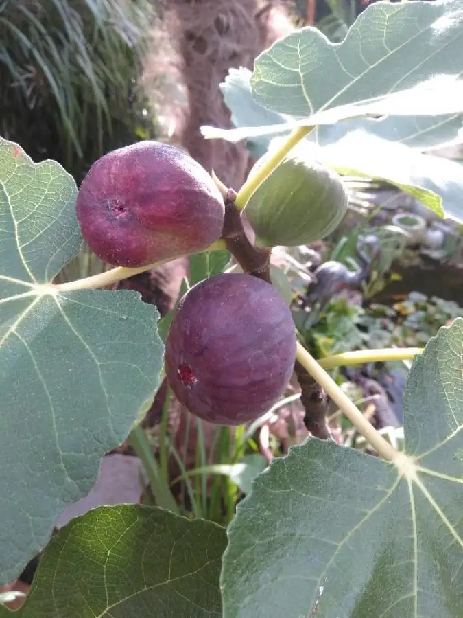 Wild fig, Aankhe, nivaro, nimaro (Ficus carica) fruit from Nepal tropical forest