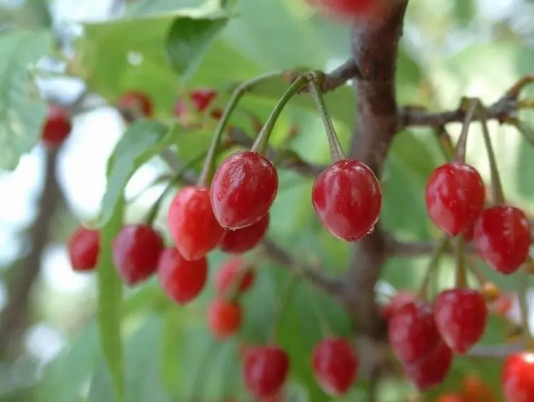 Wild himalayan cherry, Paiyun (Prunus cerasoides) wild nepali fruit