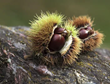 Katus wild chestnut nepal