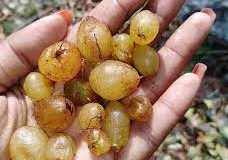 Pani amala nephrolepis cordifolia