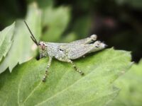 Grasshopper_nature