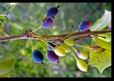 chutro-berberis-fruit