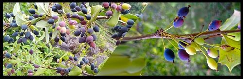 chutro-berberis-fruit