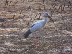 Asian_openbill_bird