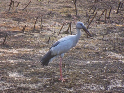 Asian_openbill_bird