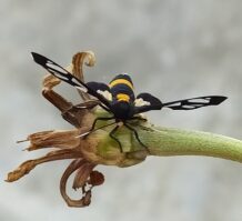 wasp moth