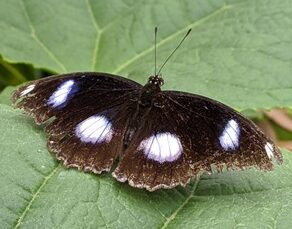great-eggfly-butterfly-hypolimnas