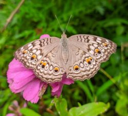 Junonia atlites butterfly