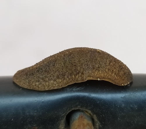 slug-snail