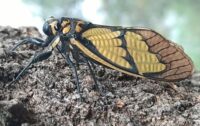 Cicada- Jhaukiri-Jhyaukiri