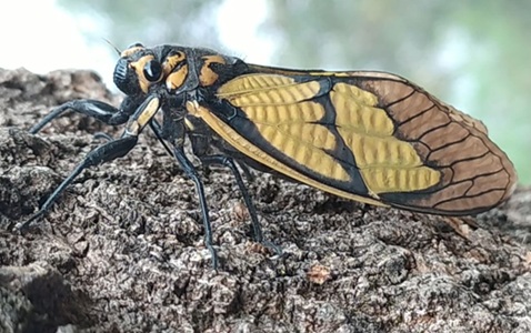 cicada-Jhaukiri-Jhyaukiri