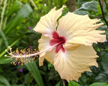 hibiscus-flowers-of-nepal