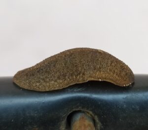 snail-slug