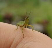 Tiny grasshopper on my hand