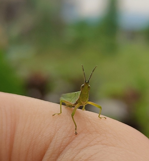 Tiny grasshopper on my hand