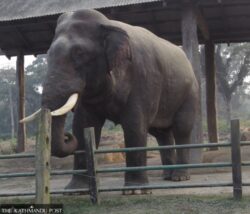 Ronaldo-the-nepalese-elephant