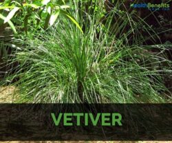Vetiver-kush-