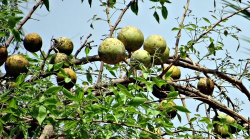 Bel woodapple religious plant of Neapl